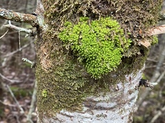 Ulota