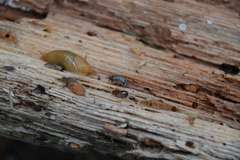 Armadillidium pictum