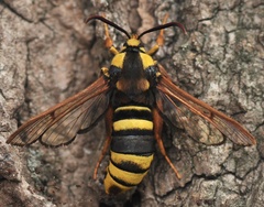 Sesia apiformis