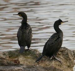 Gulosus aristotelis desmarestii