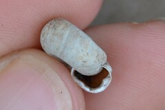 Helicodonta obvoluta