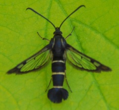 Synanthedon tipuliformis