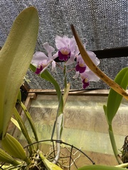 Cattleya trianae