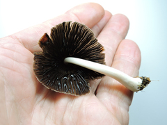Coprinopsis cinerea