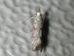 Dichomeris inversella