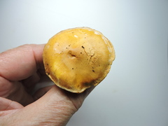 Cortinarius citrinifolius