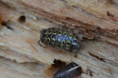 Armadillidium pictum
