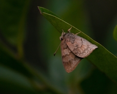 Euselasia thucydides