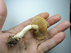 Cortinarius citrinifolius
