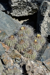 Copiapoa coquimbana
