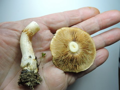 Cortinarius citrinifolius
