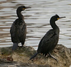 Gulosus aristotelis desmarestii