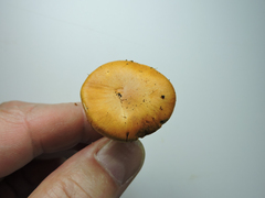 Cortinarius citrinifolius