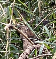 Thryothorus ludovicianus