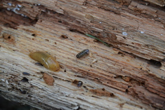 Armadillidium pictum