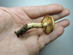 Cortinarius citrinifolius