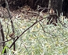 Thryothorus ludovicianus