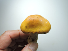 Cortinarius citrinifolius