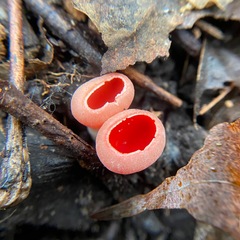 Sarcoscypha austriaca