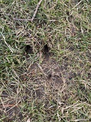 Thryothorus ludovicianus