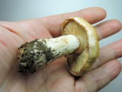 Cortinarius citrinifolius