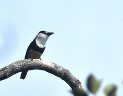 Notharchus swainsoni