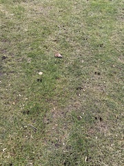 Thryothorus ludovicianus