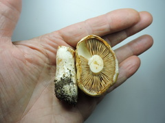 Cortinarius citrinifolius