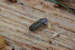 Armadillidium pictum