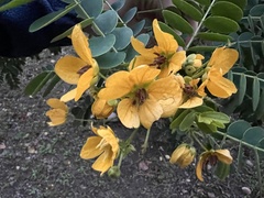 Senna surattensis