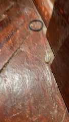 Ctenolepisma longicaudatum