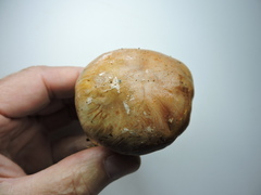 Riederi