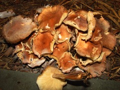 Collybiopsis luxurians