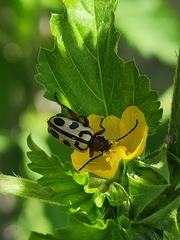 Atalasis sagroides