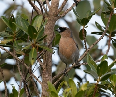 Schistochlamys ruficapillus