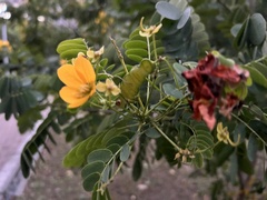 Senna surattensis