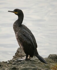 Gulosus aristotelis desmarestii