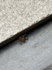 Lycosa erythrognatha