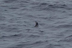 Onychoprion fuscatus