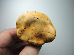 Riederi