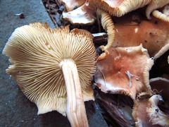 Collybiopsis luxurians