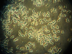 Collybiopsis luxurians