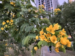 Senna surattensis