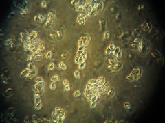 Collybiopsis luxurians