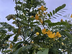 Senna surattensis