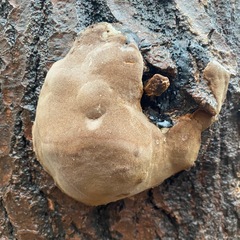 Phellinus alni