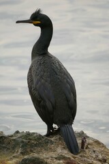 Gulosus aristotelis desmarestii