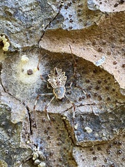 Herennia multipuncta