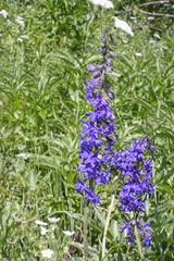 Delphinium barbeyi