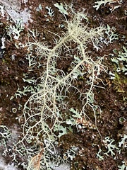 Usnea subfloridana